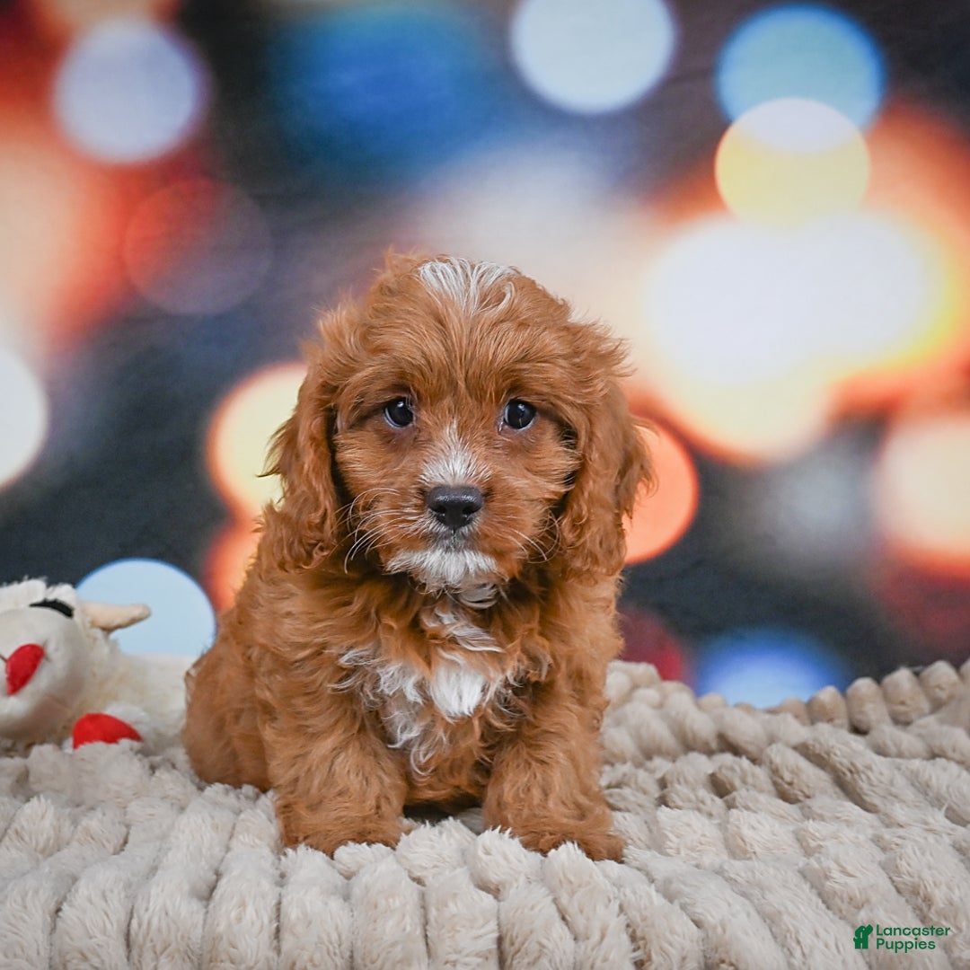 Cavapoo dogs for sale: Elvis - Image 2