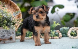 Shorkie dogs for sale: Harper - Image 1