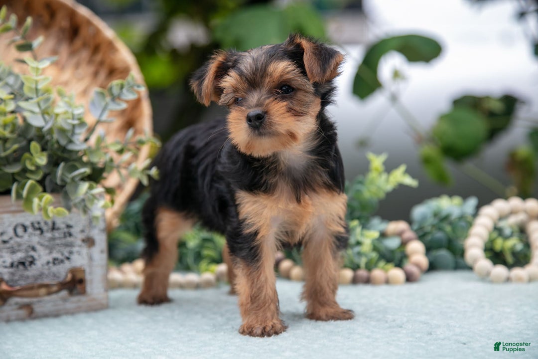 Shorkie dogs for sale: Harper - Image 1
