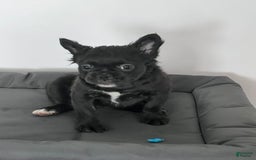 French Bulldog dogs for sale: French Bulldog 4 puppies - Image 7