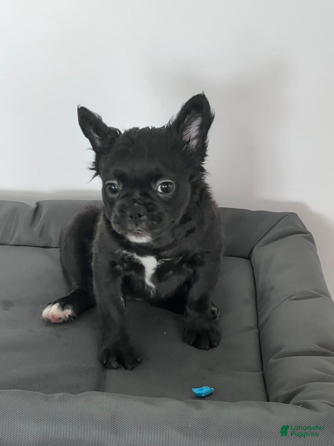 French Bulldog dogs for sale: French Bulldog 4 puppies - Image 7