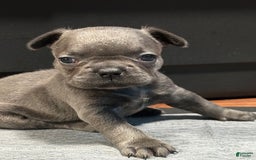 French Bulldog dogs for sale: Ginger - Image 3