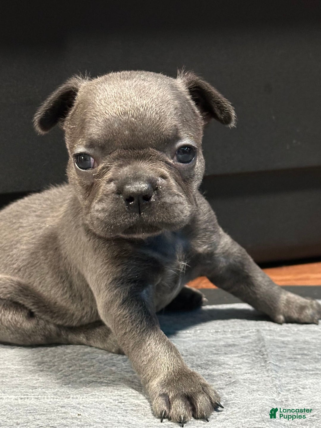 French Bulldog dogs for sale: Ginger - Image 3