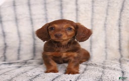 Miniature Dachshund dogs for sale: Baby - Image 1