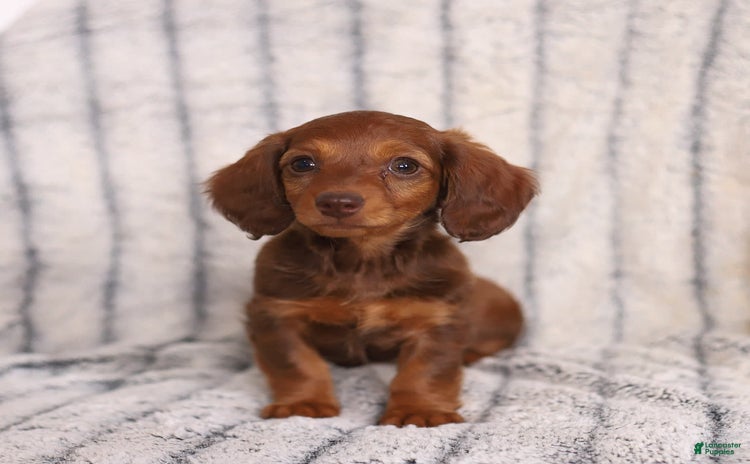 Miniature Dachshund dogs for sale - Ad 3