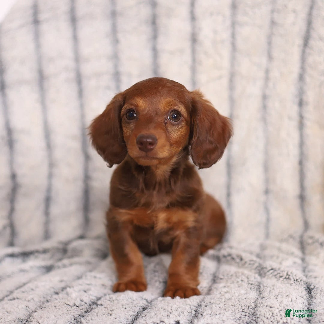Miniature Dachshund dogs for sale: Baby - Image 1