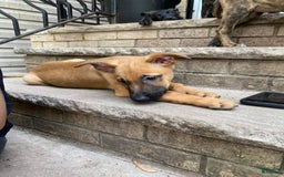 German Shepherd dogs for sale: Maggie - Image 1