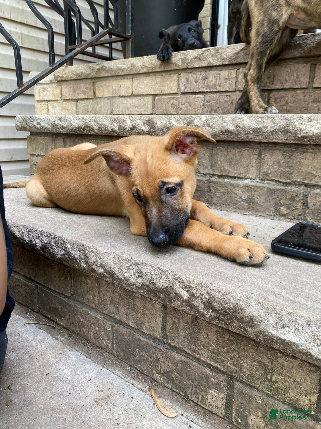 German Shepherd dogs for sale: Maggie - Image 1