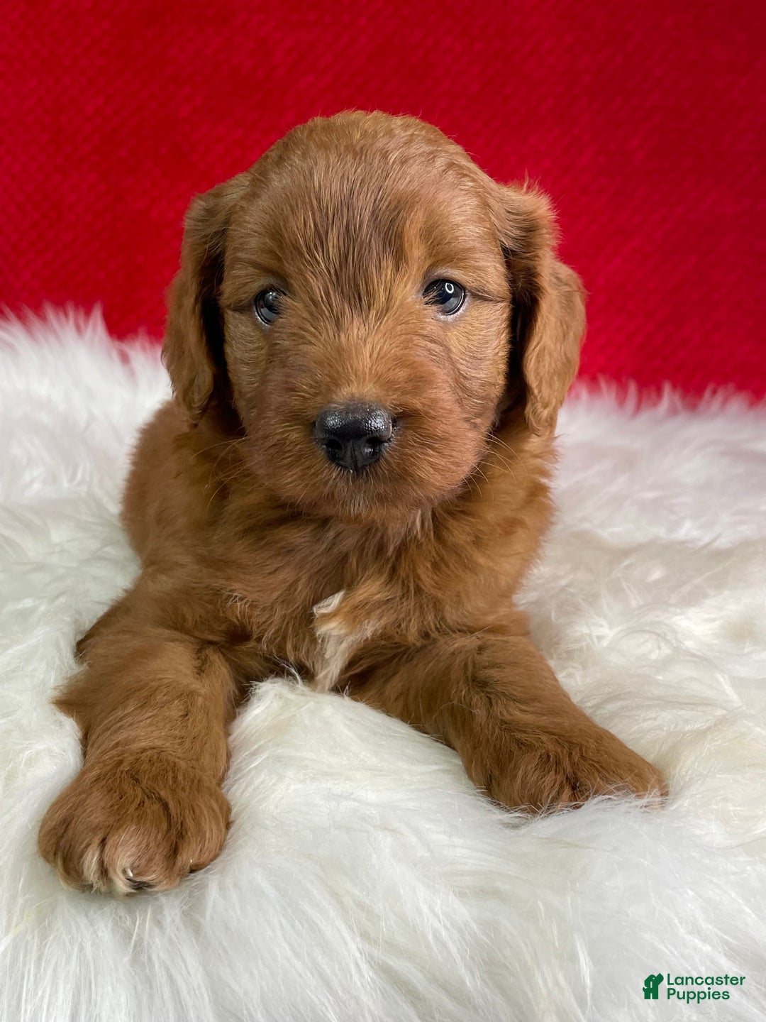 Mini Goldendoodle dogs for sale: Ash - Image 4