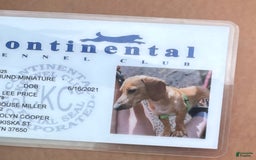 Miniature Dachshund dogs for sale: Dixie - Image 6