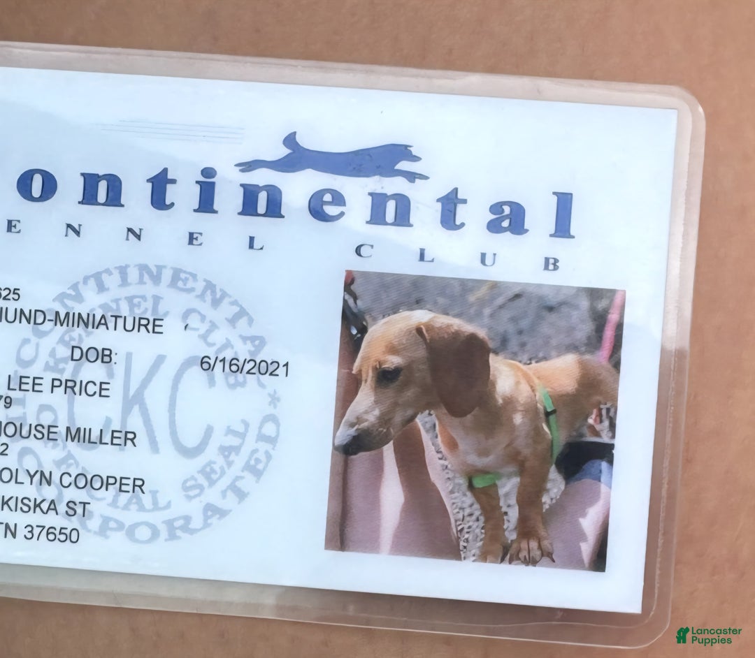 Miniature Dachshund dogs for sale: Dixie - Image 6