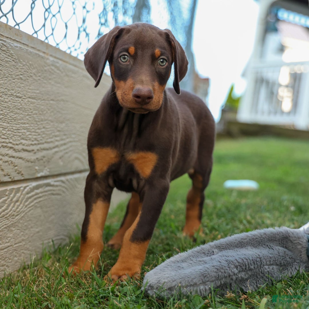 Doberman Pinscher dogs for sale: Dannie - Image 15