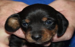 Miniature Dachshund dogs for sale: Lyla Male - Image 6