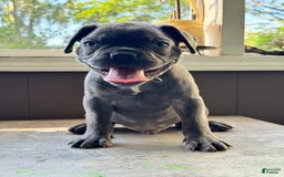 French Bulldog dogs for sale: Forest - Image 3