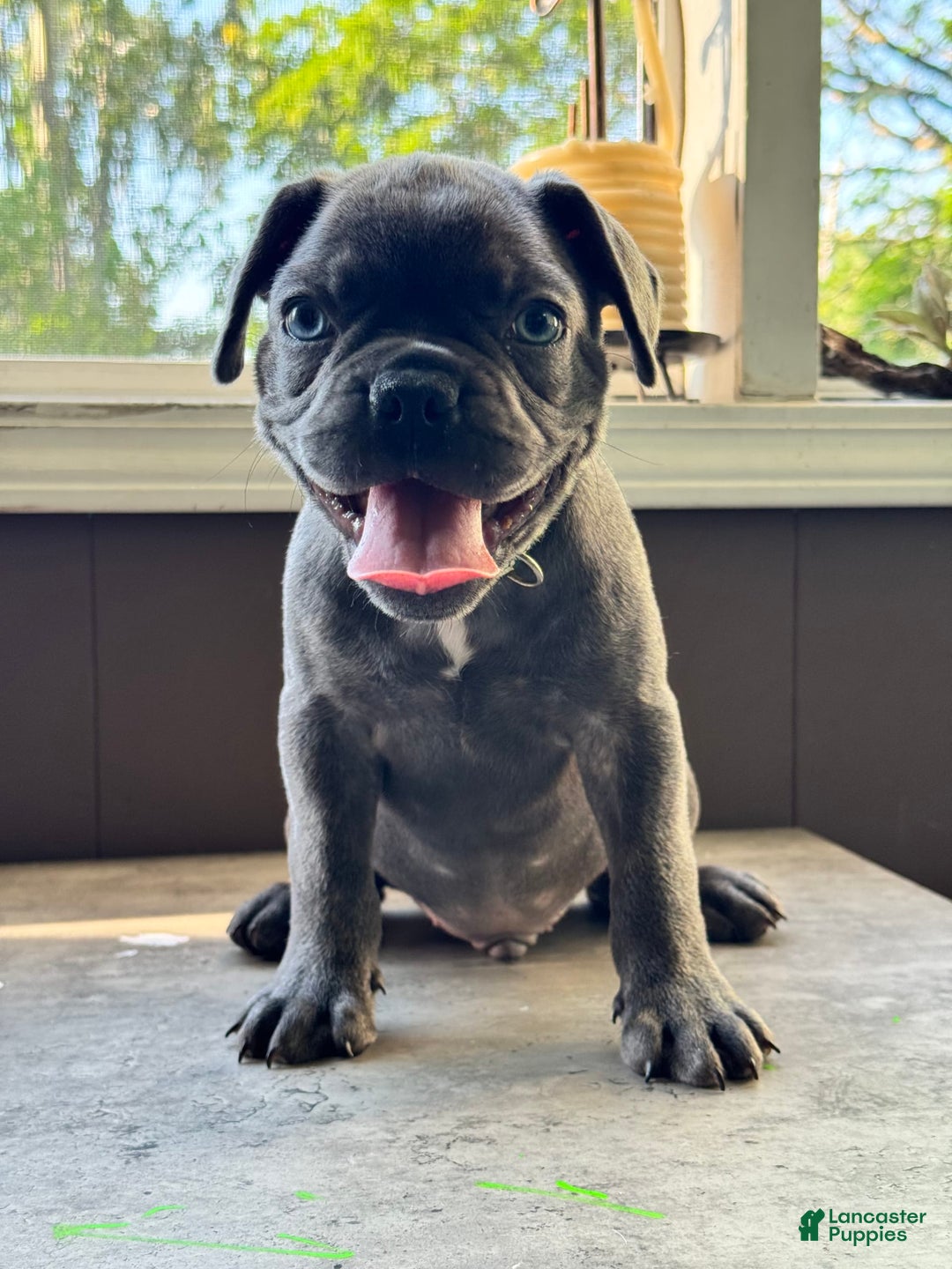 French Bulldog dogs for sale: Forest - Image 3