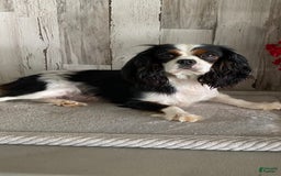 Cavapoo dogs for sale: Fable - Image 13