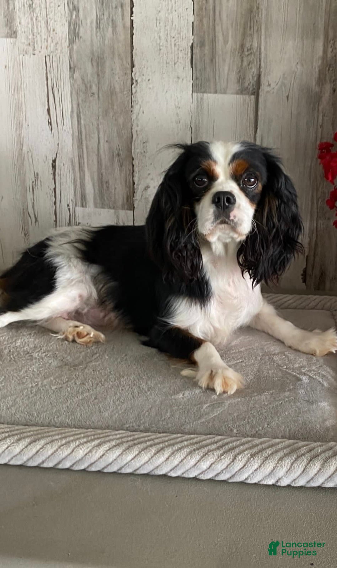 Cavapoo dogs for sale: Fable - Image 13