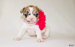 French Bulldog dogs for sale: Athena Akc - Image 7