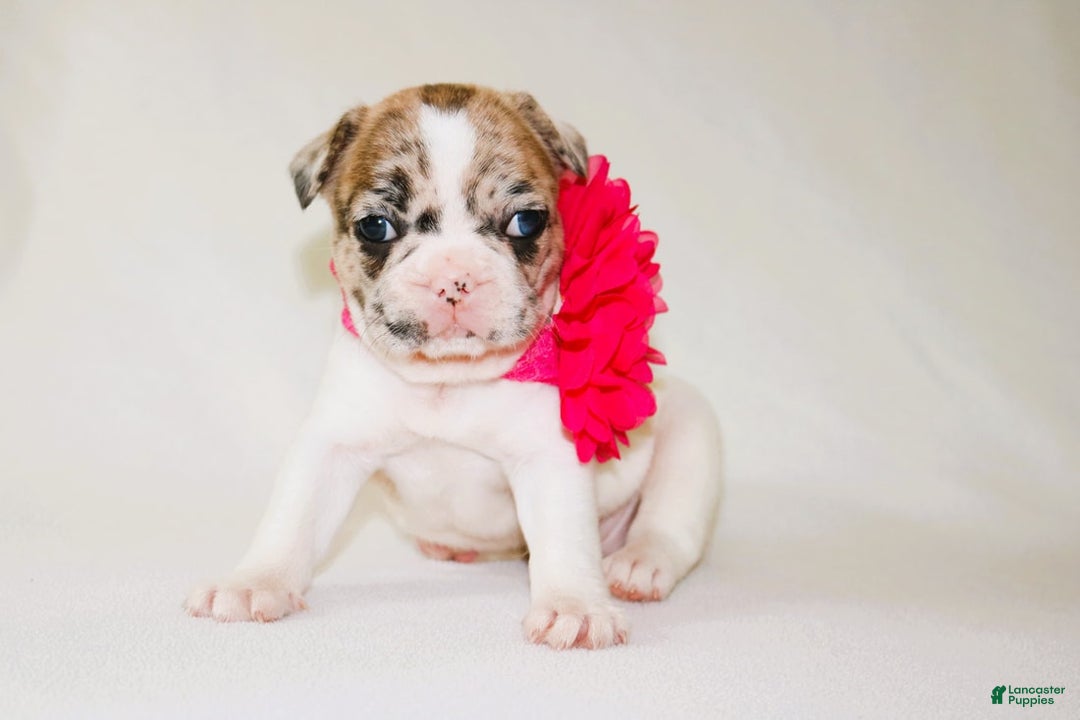 French Bulldog dogs for sale: Athena Akc - Image 7