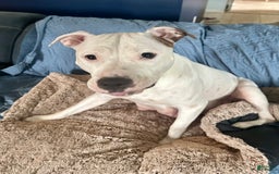 American Pit Bull Terrier dogs for sale: Jubilee - Image 3
