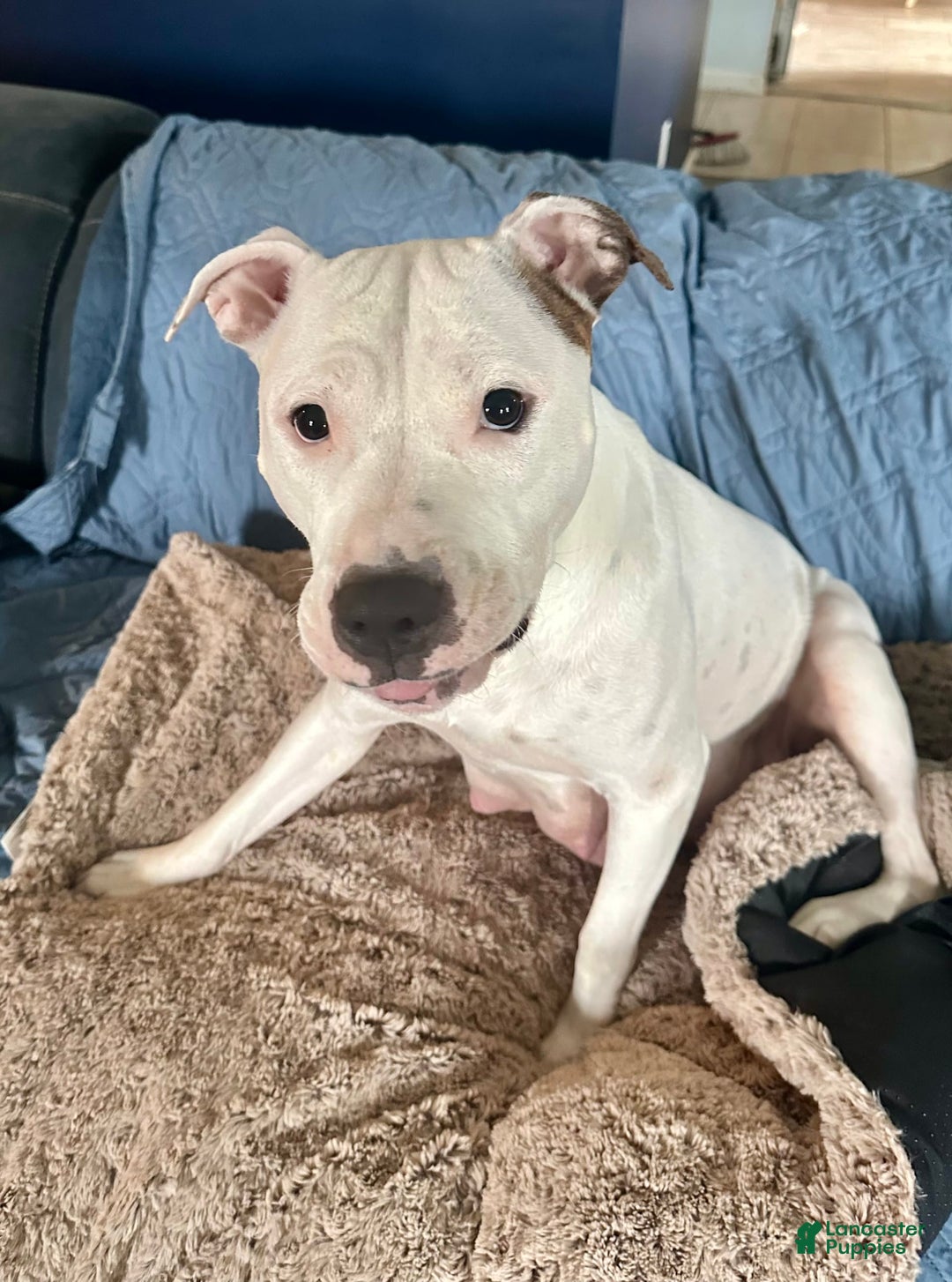 American Pit Bull Terrier dogs for sale: Jubilee - Image 3