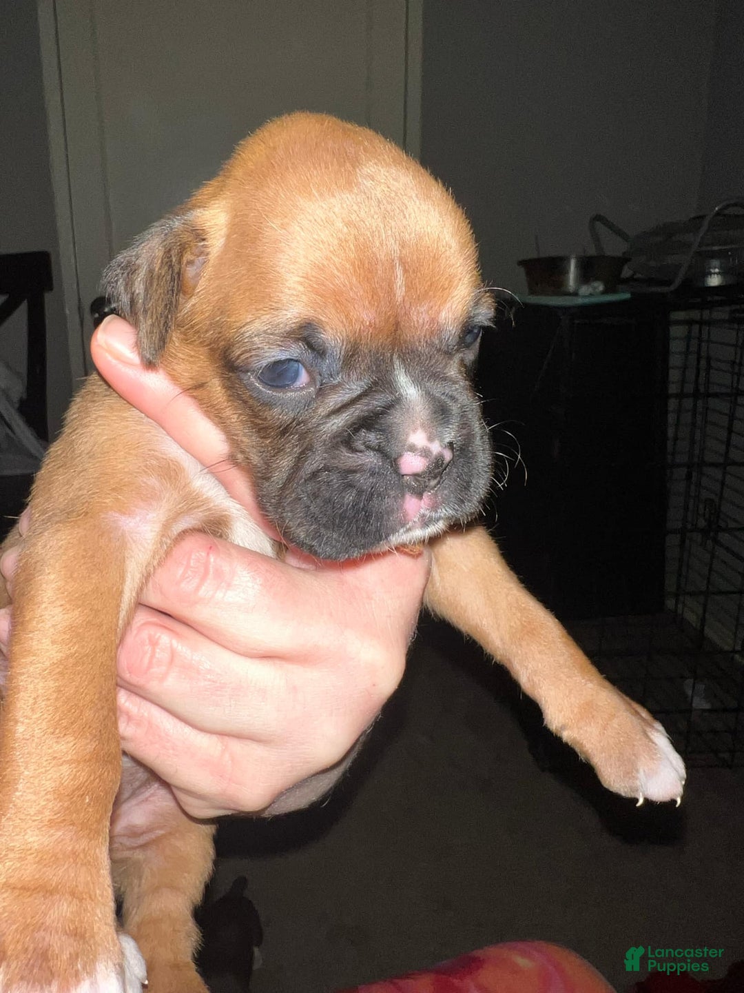Boxer dogs for sale: Duke - Image 1