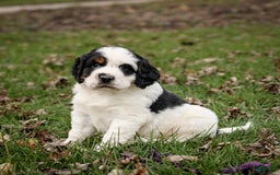 Saint Berdoodles dogs for sale: Buddy - Image 1