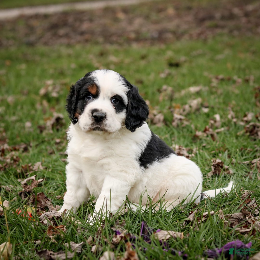 Saint Berdoodles dogs for sale: Buddy - Image 1