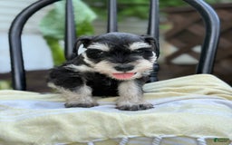 Miniature Schnauzer dogs for sale: Tilford - Image 8