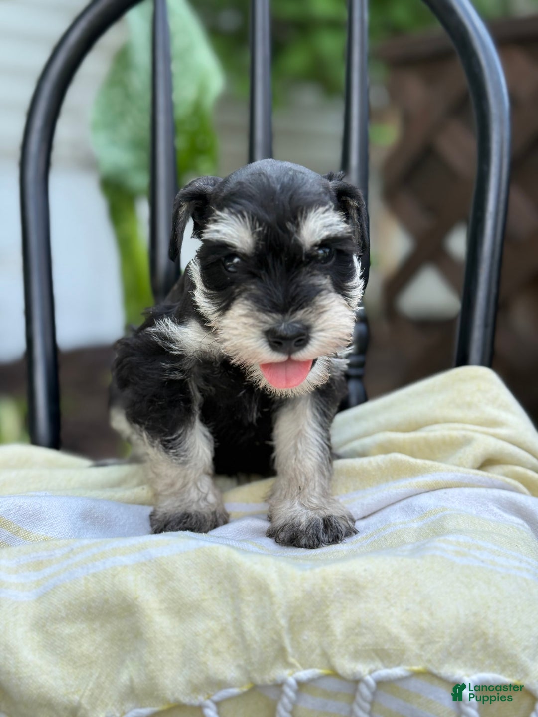 Miniature Schnauzer dogs for sale: Tilford - Image 8