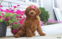 Goldendoodle dogs for sale: Sugar - Image 8