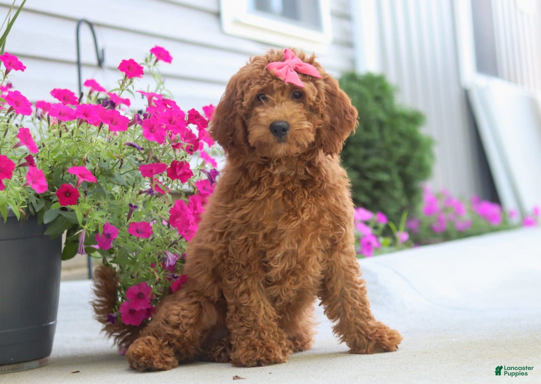 Goldendoodle dogs for sale: Sugar - Image 8