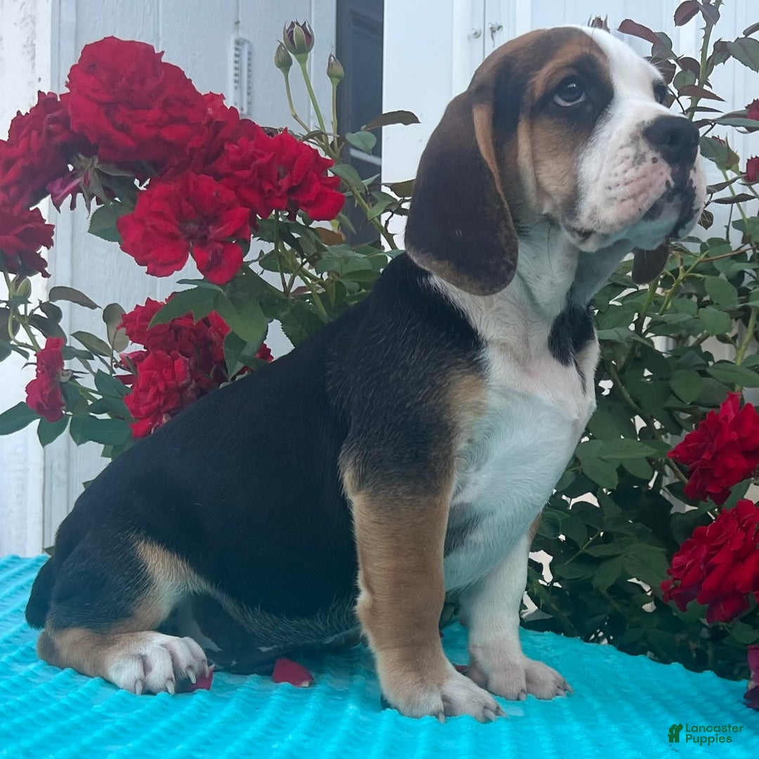 Beabull dogs for sale: Alex - Image 1