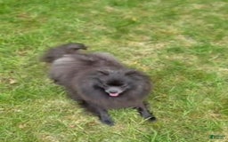 Pomeranian dogs for sale: Ray - Image 4