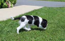 Cavalier King Charles Spaniel dogs for sale: Toby - Image 16