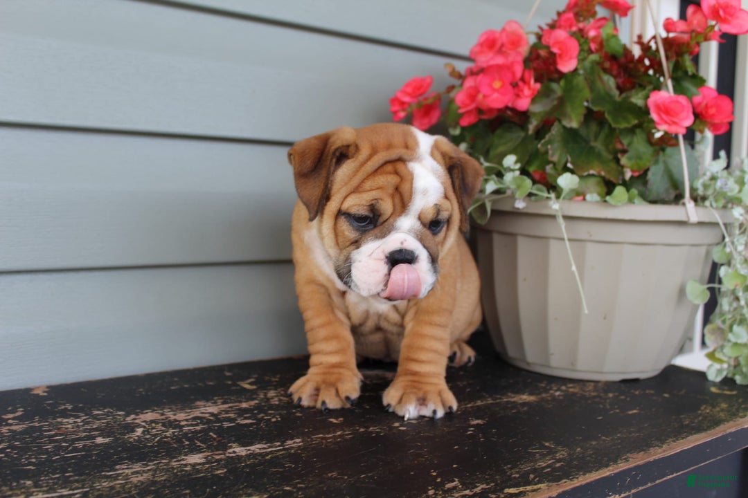English Bulldog dogs for sale: River - Image 5