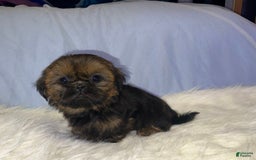 Shih Tzu dogs for sale: Leah - Image 13