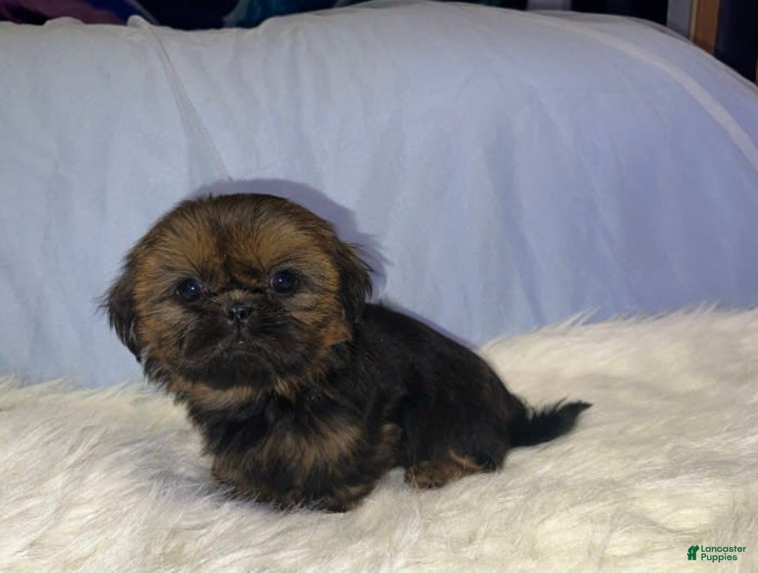 Shih Tzu dogs for sale: Leah - Image 13