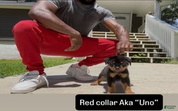 Rottweiler dogs for sale: Red Collar - Image 3