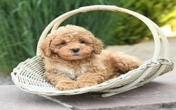 Toy Poodle dogs for sale: Jasmine - Image 1