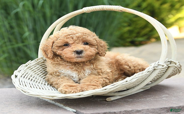 Toy Poodle dogs for sale - Ad 5