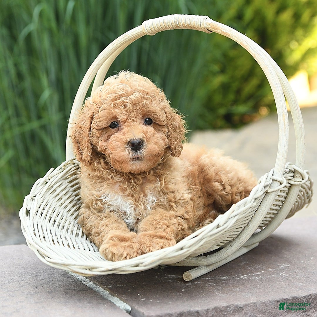 Toy Poodle dogs for sale: Jasmine - Image 1