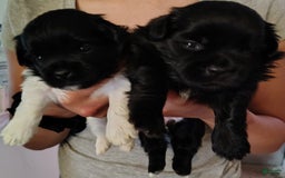 Shih Tzu dogs for sale: Armani - Image 6