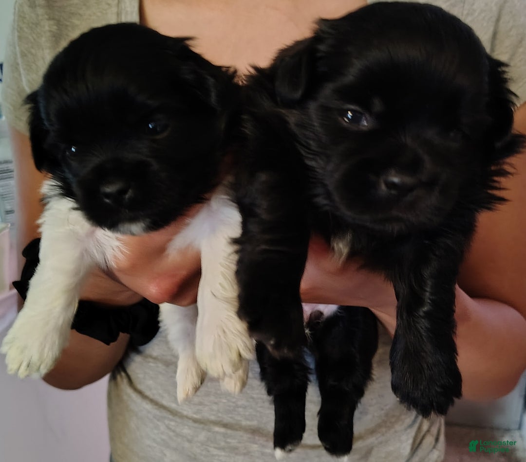 Shih Tzu dogs for sale: Armani - Image 6