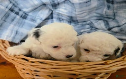Toy Poodle dogs for sale: Paisley Number 1 Girl - Image 1