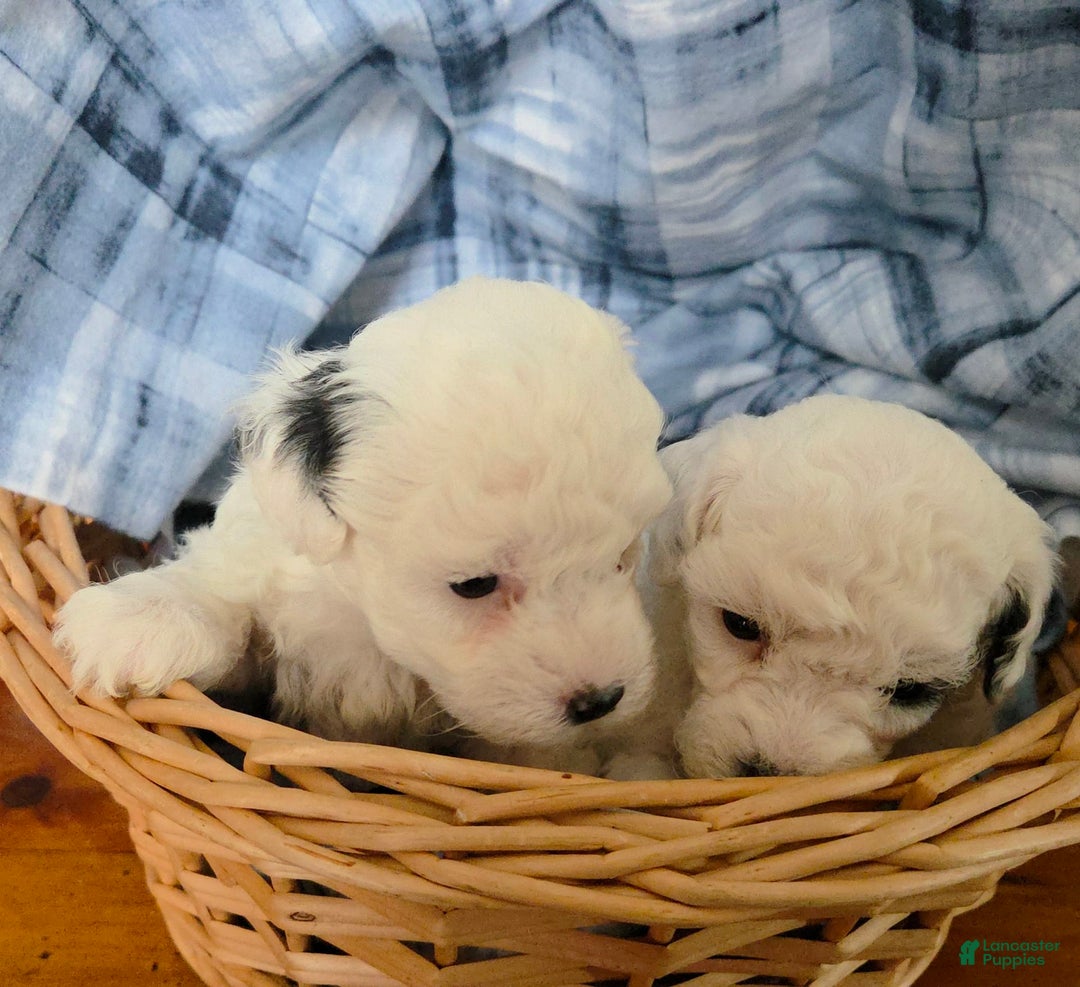 Toy Poodle dogs for sale: Paisley Number 1 Girl - Image 1