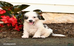 Mini Bernedoodle dogs for sale: Cookie - Image 1