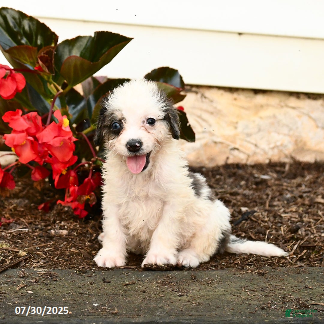 Mini Bernedoodle dogs for sale: Cookie - Image 1