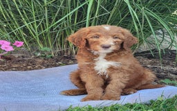 Goldendoodle dogs for sale: Ricky - Image 6