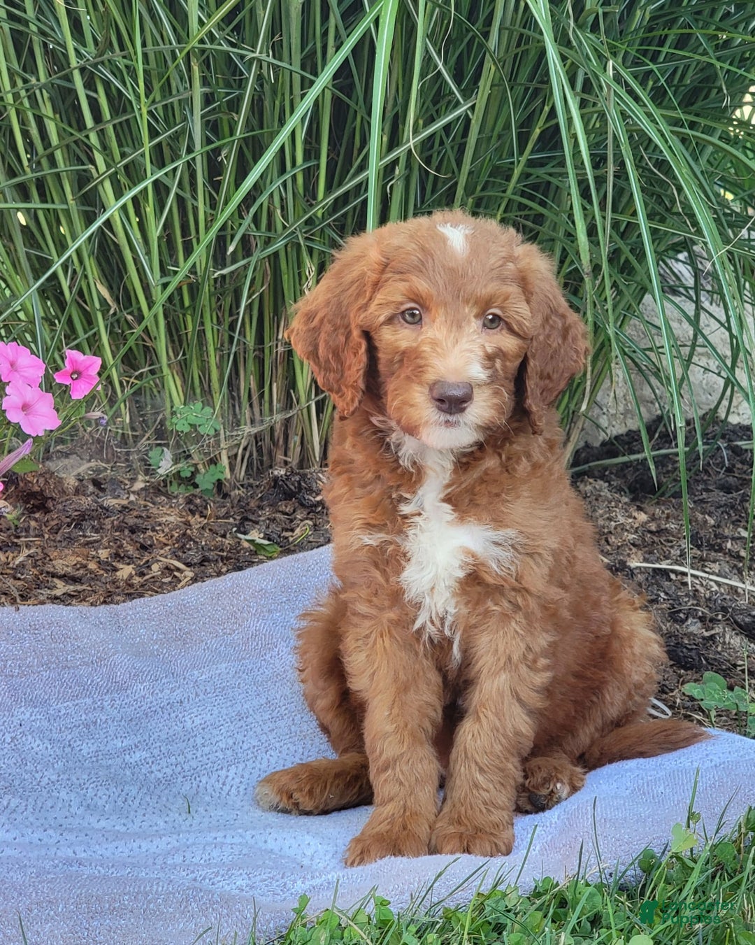 Goldendoodle dogs for sale: Ricky - Image 6